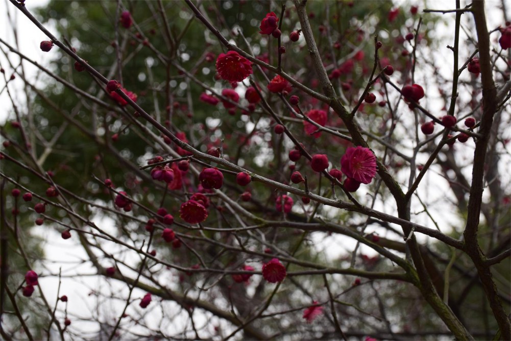 ��ɽ��÷ 036.JPG