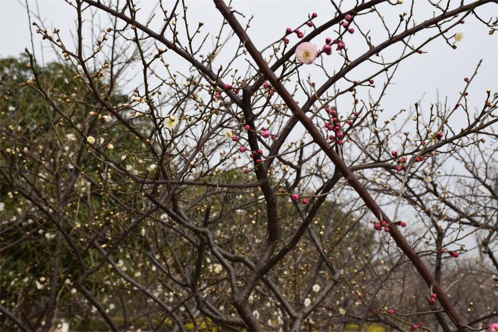 ��ɽ��÷ 037.JPG