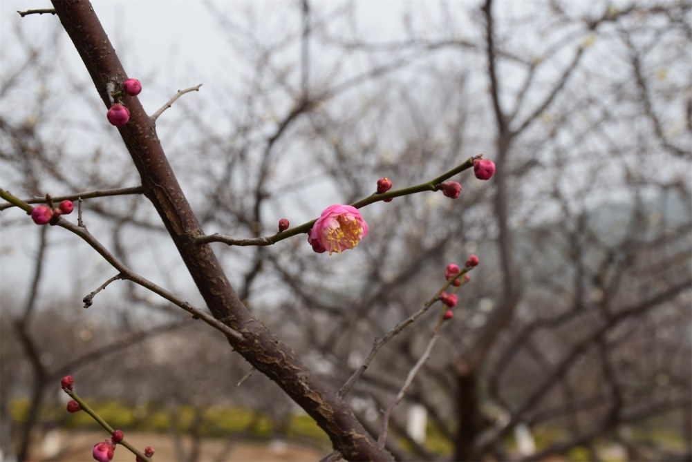 ��ɽ��÷ 038.JPG