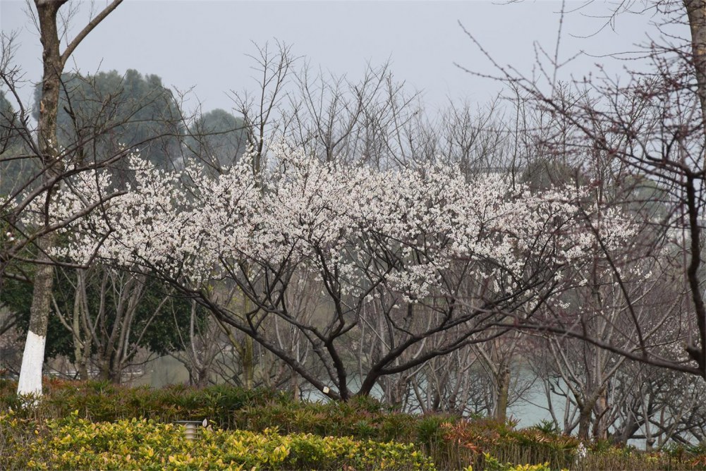 ��ɽ��÷ 041.JPG