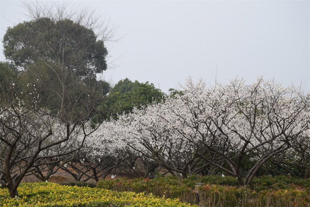 ��ɽ��÷ 042.JPG