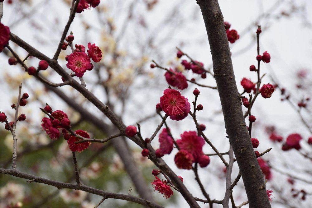 ��ɽ��÷ 048.JPG