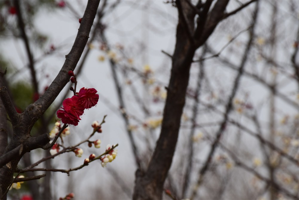 ��ɽ��÷ 049.JPG