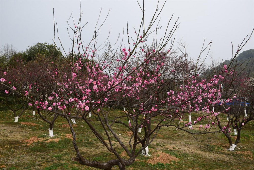 ��ɽ��÷ 060.JPG