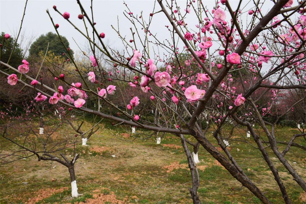 ��ɽ��÷ 061.JPG