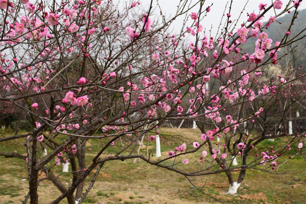 ��ɽ��÷ 062.JPG