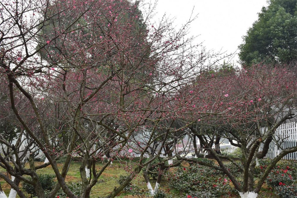 ��ɽ��÷ 064.JPG