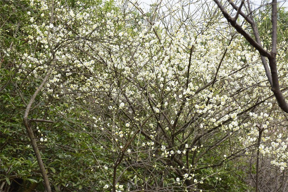 ��ɽ��÷ 066.JPG