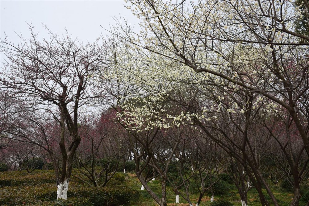 ��ɽ��÷ 067.JPG