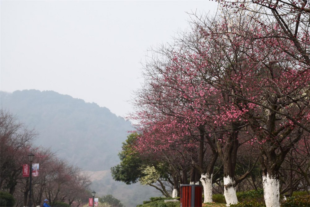 ��ɽ��÷ 068.JPG