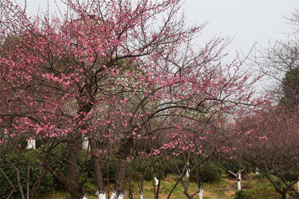 ��ɽ��÷ 069.JPG