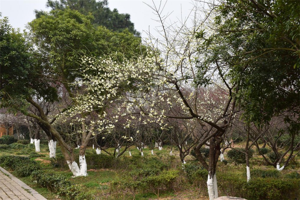 ��ɽ��÷ 070.JPG