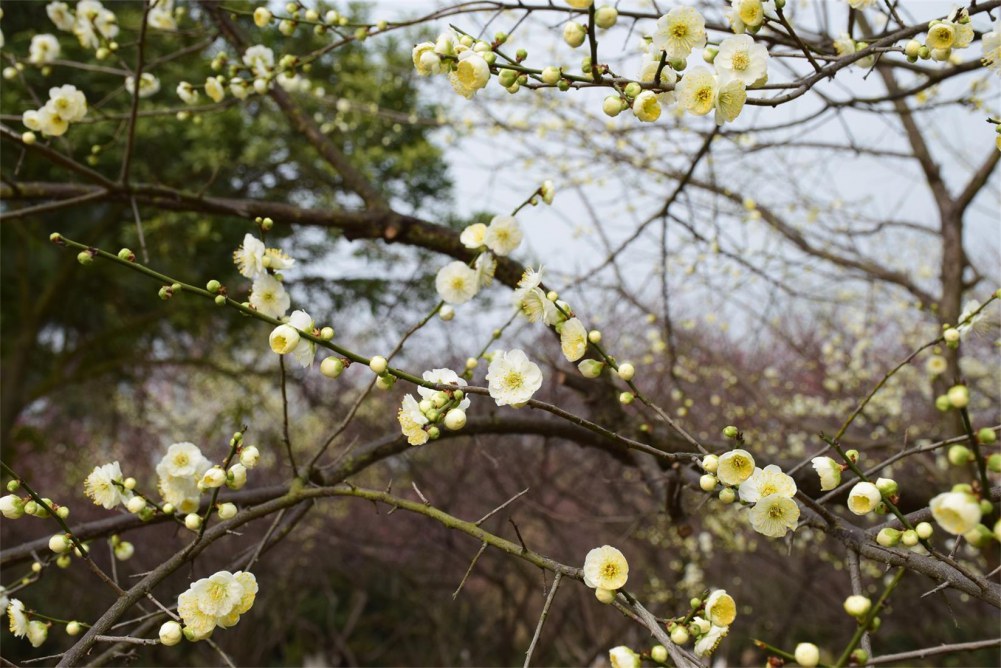 ��ɽ��÷ 072.JPG