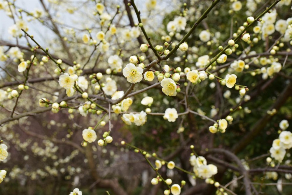 ��ɽ��÷ 073.JPG