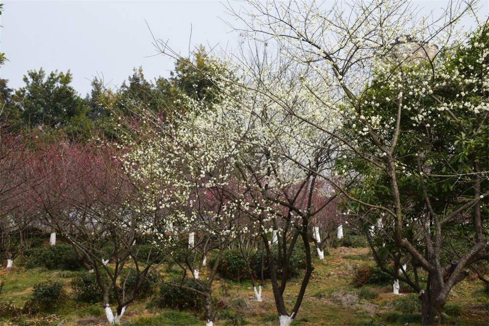 ��ɽ��÷ 074.JPG