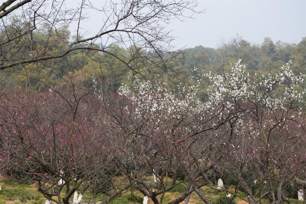 ��ɽ��÷ 077.JPG