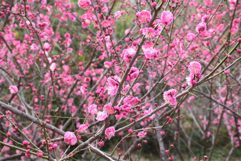 ��ɽ��÷ 079.JPG