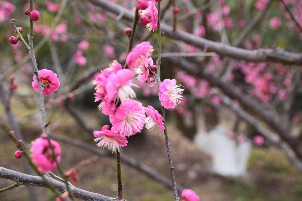 ��ɽ��÷ 080.JPG