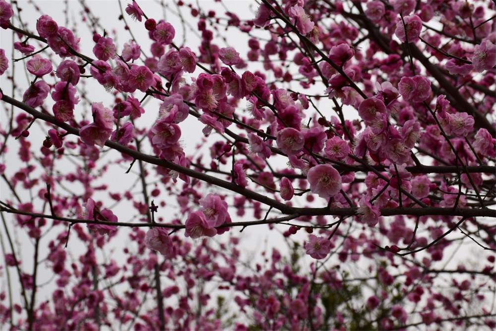 ��ɽ��÷ 082.JPG