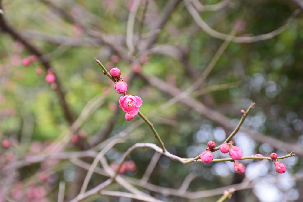 ��ɽ��÷ 084.JPG