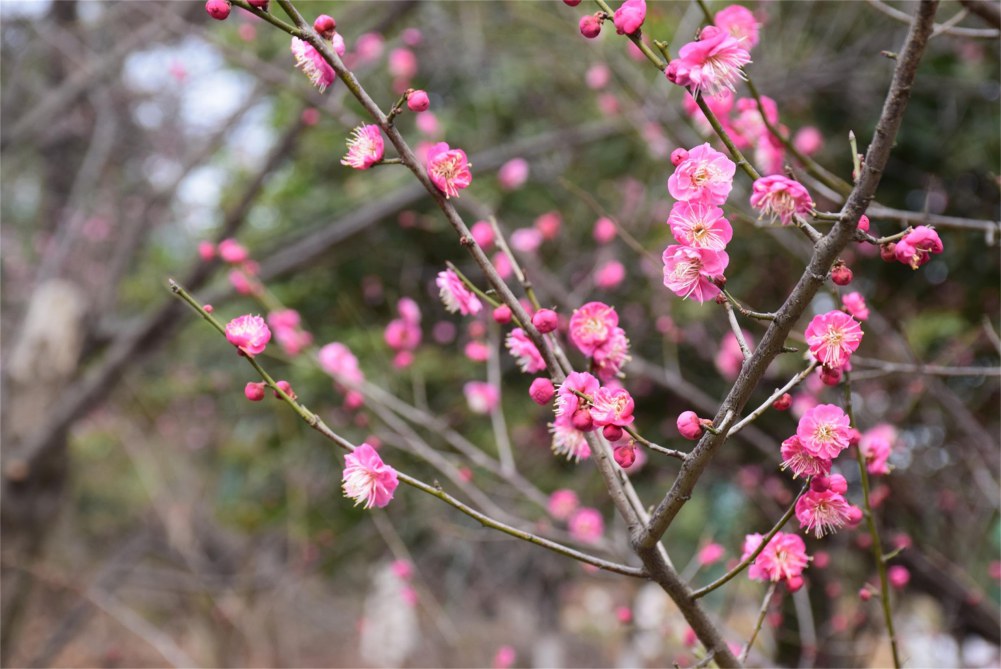 ��ɽ��÷ 085.JPG