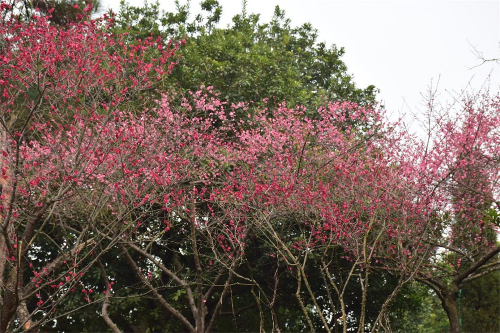 ��ɽ��÷ 086.JPG