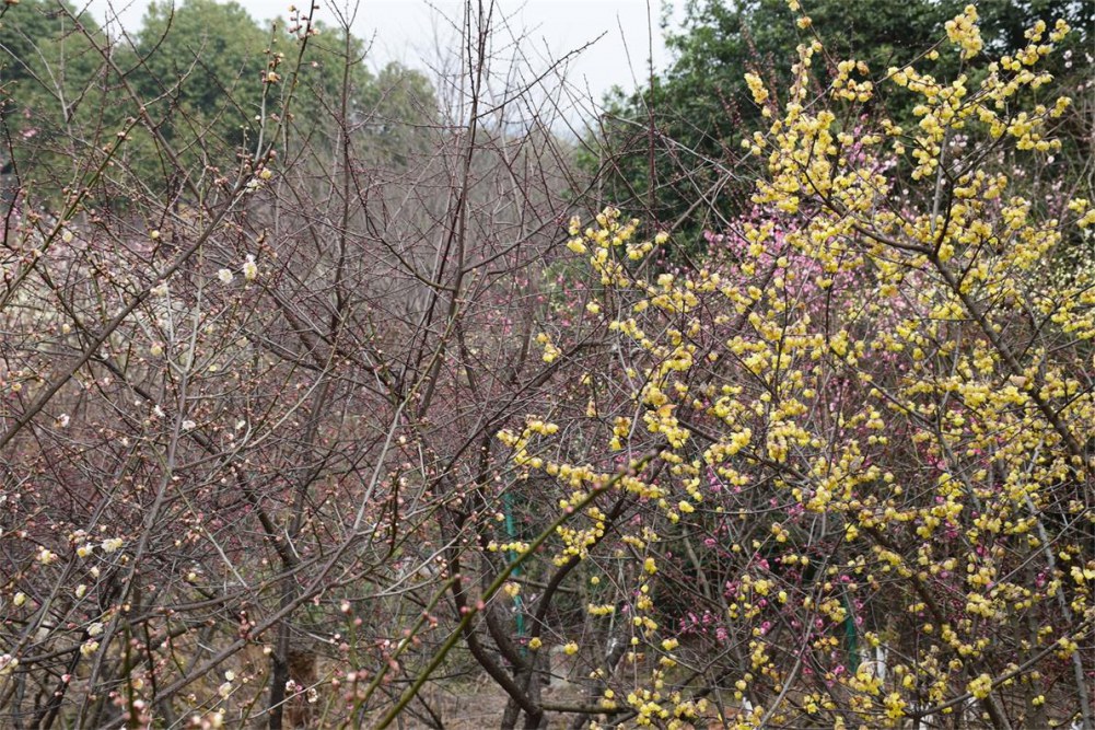 ��ɽ��÷ 091.JPG