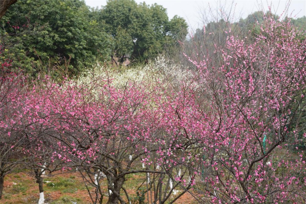 ��ɽ��÷ 092.JPG