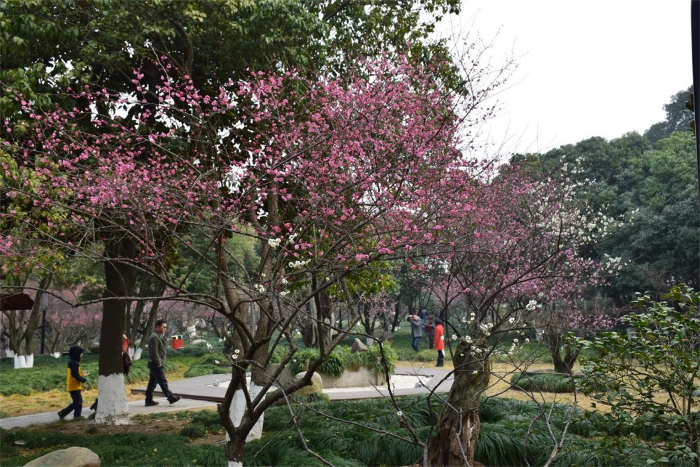 ��ɽ��÷ 180.JPG