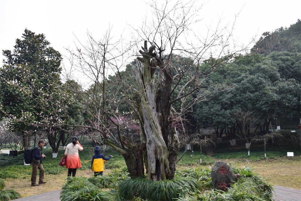 ��ɽ��÷ 182.JPG