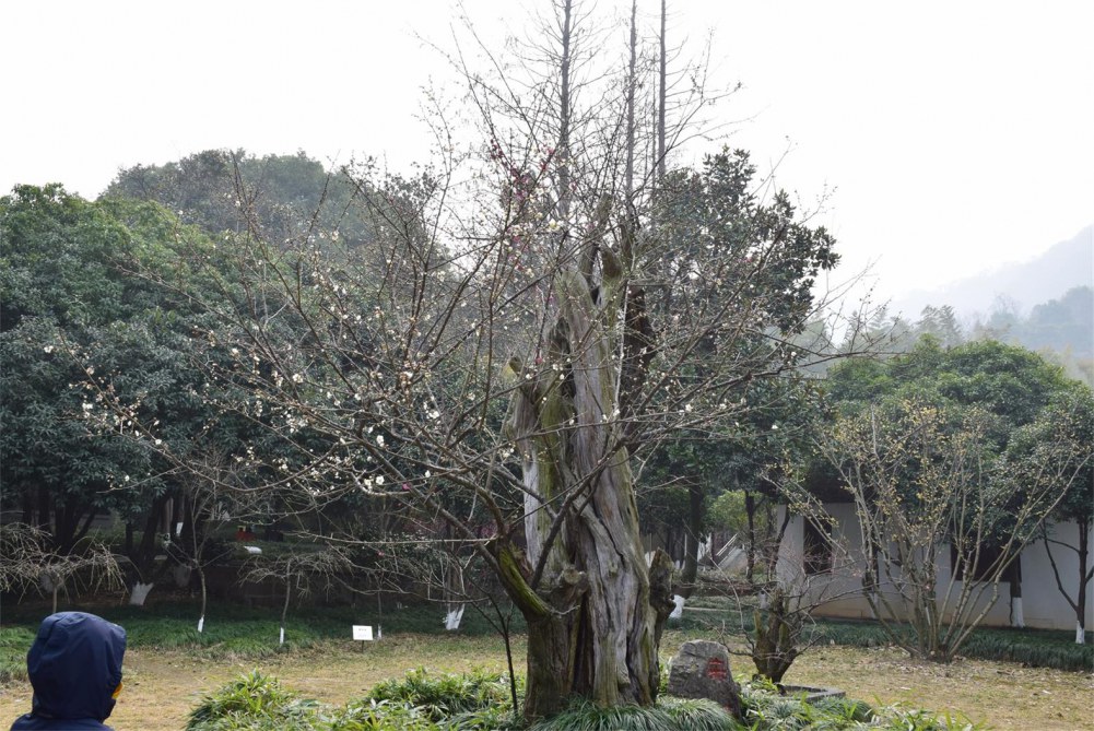 ��ɽ��÷ 183.JPG