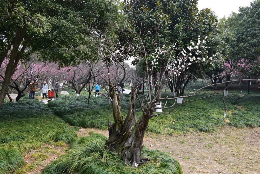 ��ɽ��÷ 185.JPG