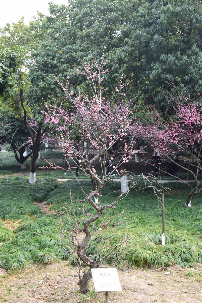 ��ɽ��÷ 186.JPG