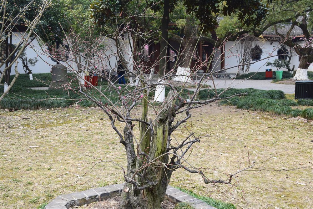 ��ɽ��÷ 187.JPG