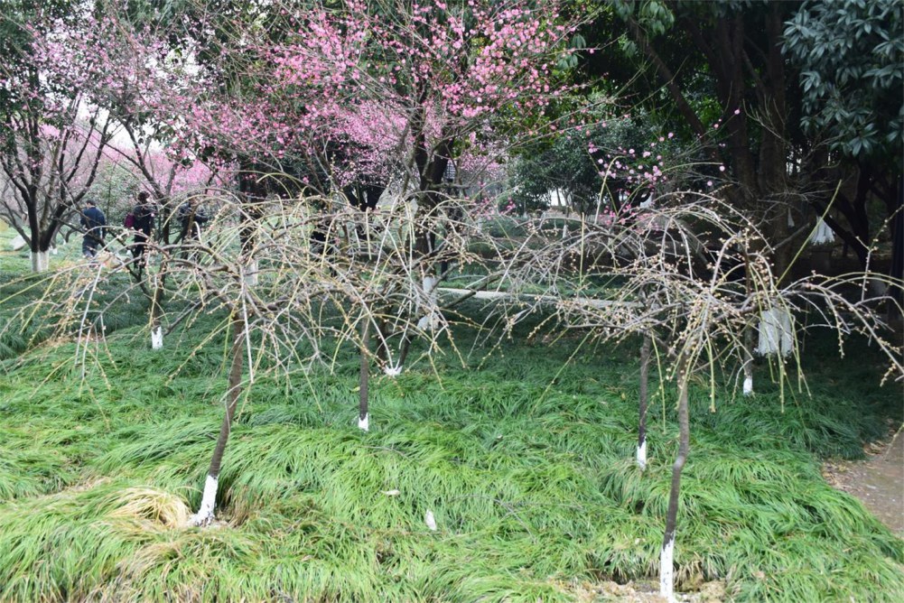 ��ɽ��÷ 188.JPG