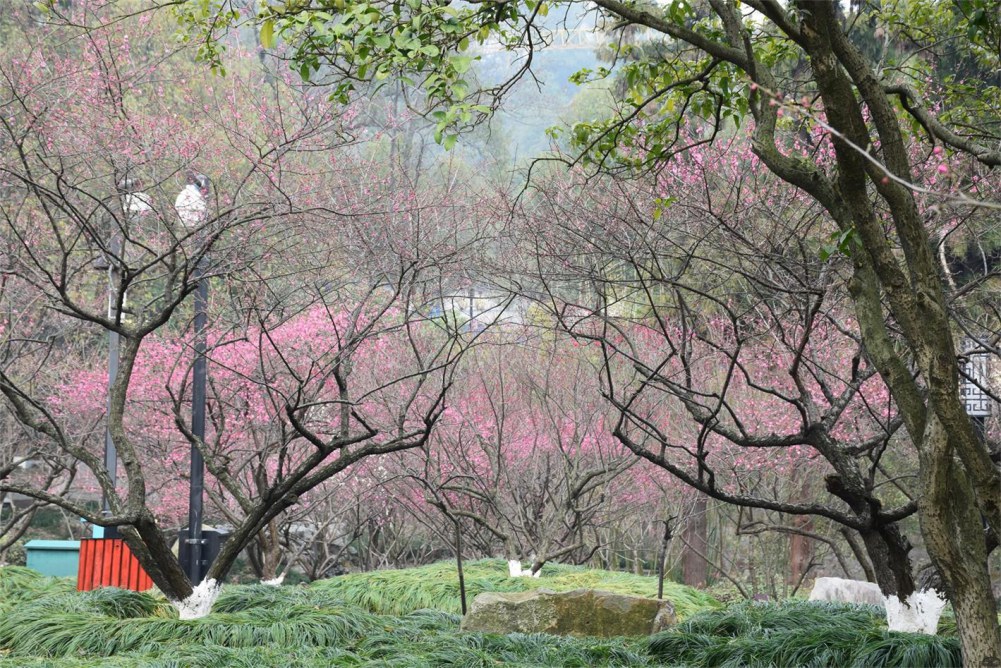 ��ɽ��÷ 189.JPG