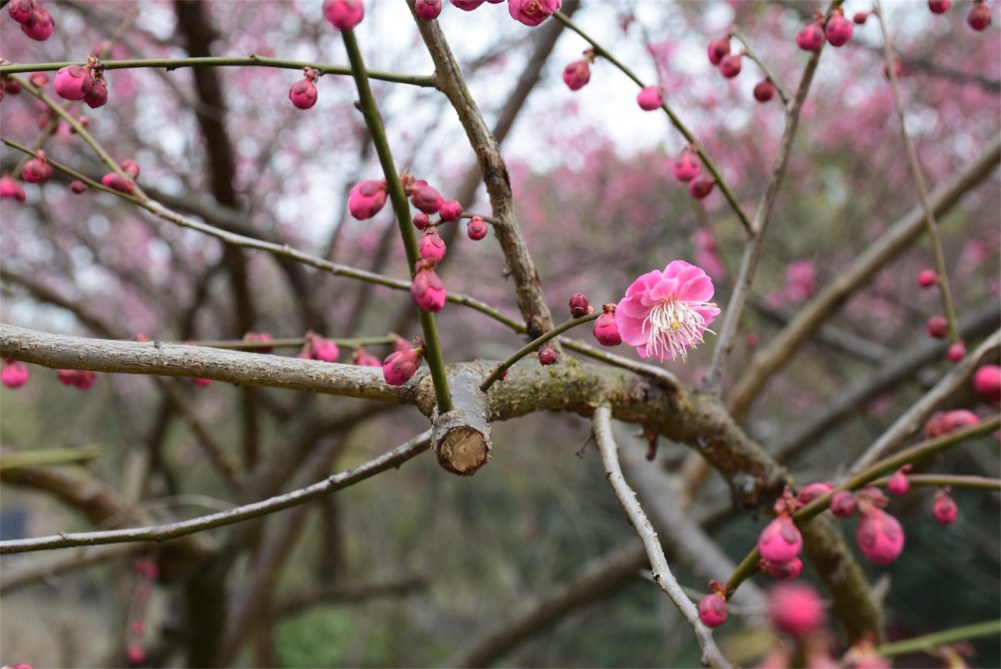 ��ɽ��÷ 191.JPG