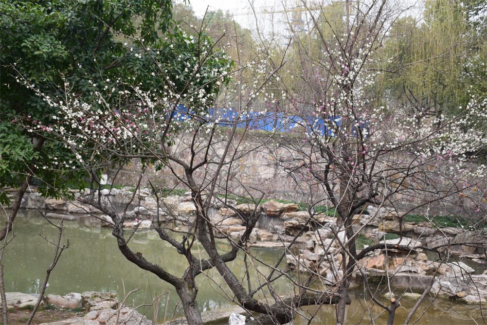 ��ɽ��÷ 194.JPG