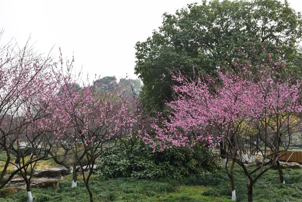 ��ɽ��÷ 196.JPG