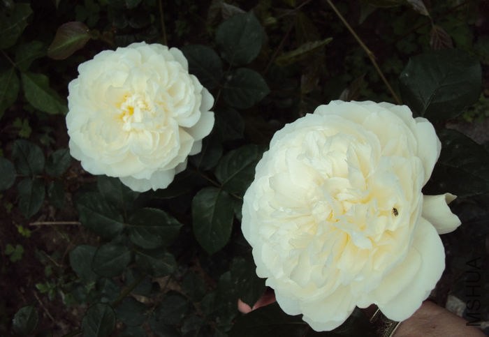 97320844_UTPFGOC.jpg
