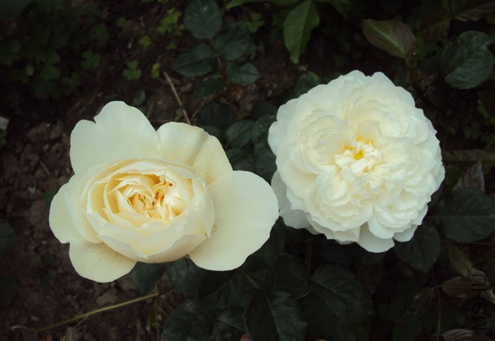 97320846_OYSEEID3.jpg