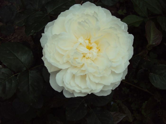 97320848_WJZPDVZ3.jpg