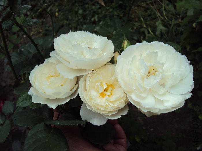 98330410_XDVSPYM3.jpg