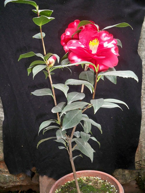 100_5583_����.jpg