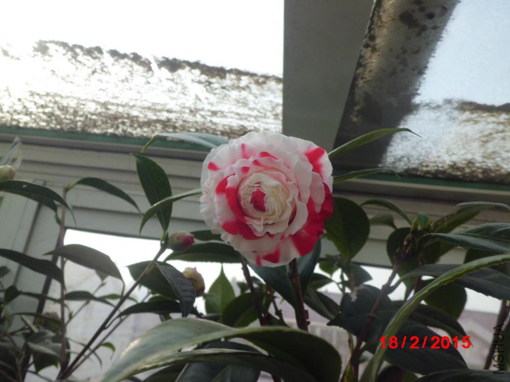 ��Ŀ18  ����կŮ����