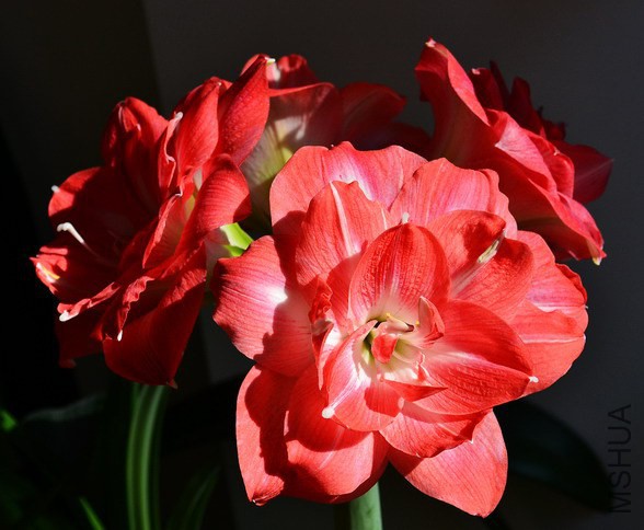 DSC_5437.jpg