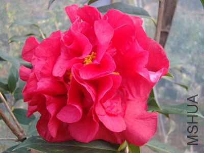 ��ɫ����� 