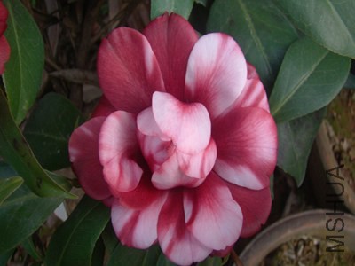 ��ɫ��õ��