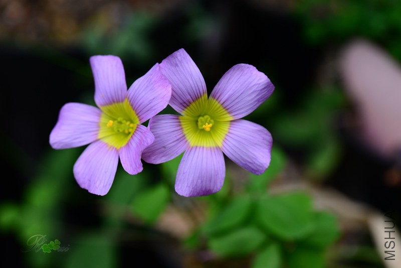 DSC_1194.jpg