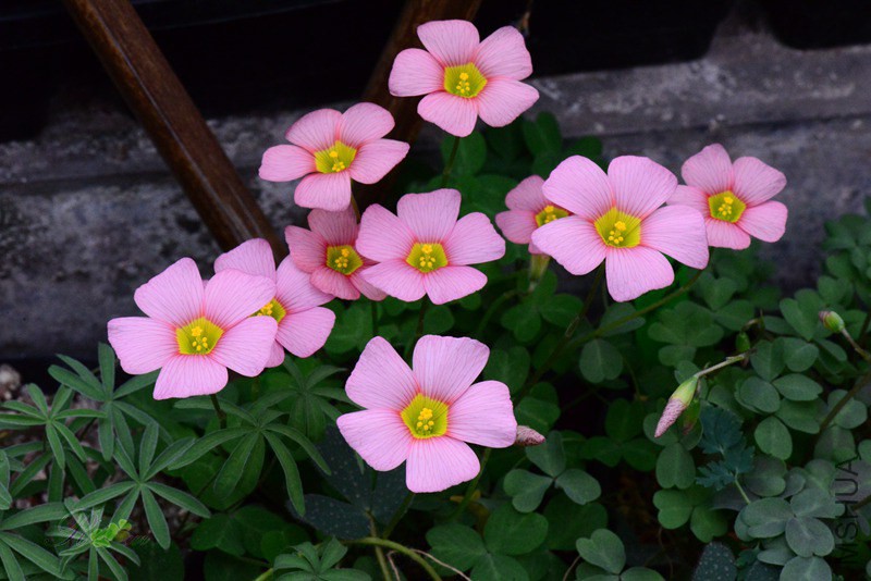 DSC_1306.jpg